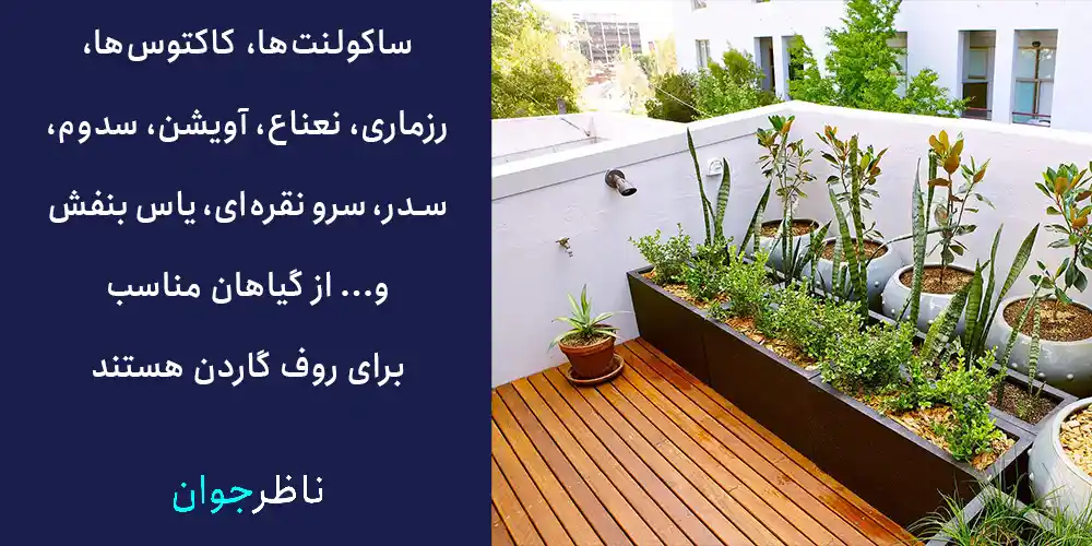 ساکولنت‌ها، کاکتوس‌ها، رزماری، نعناع، آویشن، سدوم، سدر، سرو نقره‌ای، یاس بنفش و... از گیاهان مناسب برای روف گاردن هستند.